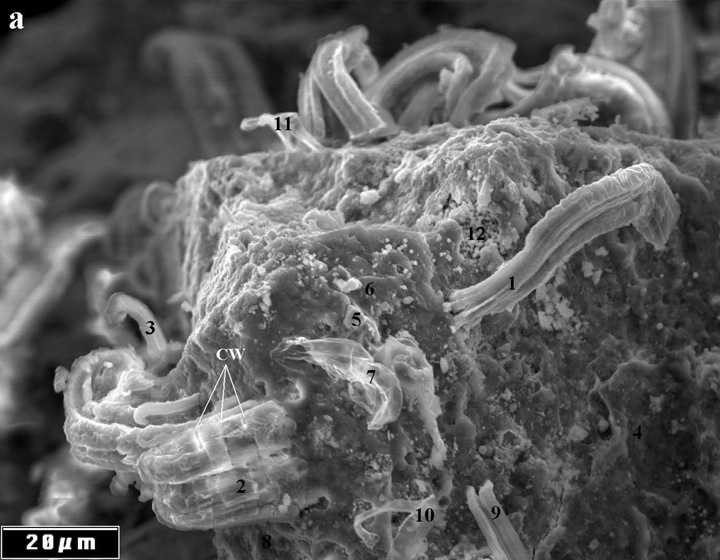 Scientists Dubious Over Claim of Alien Life Evidence in Meteorite